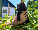 Кошки в Оренбурге: Котёнок черный Девочка, Бесплатно - фото 1