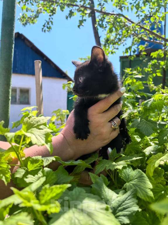 Кошки в Оренбурге: Котёнок черный Девочка, Бесплатно - фото 1