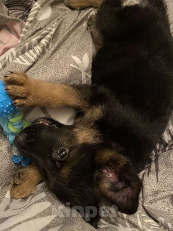 Собаки в Москве:  Продается чистокровный щенок немецкой овчарки с документами Мальчик, 20 000 руб. - фото 4