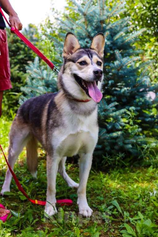 Собаки в Москве: Ася умная, добрая и послушная. Ищет семью! Девочка, Бесплатно - фото 3