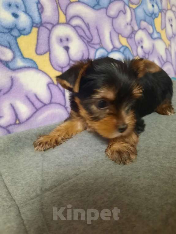 Собаки в других городах Тверской области: Милые Йорки Девочка, 30 000 руб. - фото 6