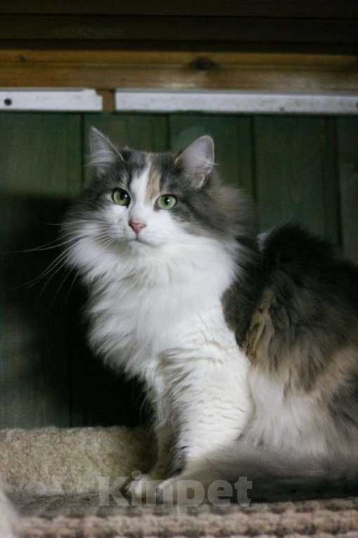 Кошки в Москве: Застенчивая красавица Майя в поиске дома! Девочка, Бесплатно - фото 2