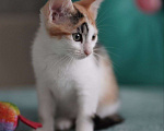 Кошки в Москве: Очаровательные двухмесячные котята ищут семью Девочка, 1 руб. - фото 6
