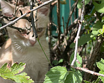 Кошки в Мур: Котята в добрые руки  Мальчик, Бесплатно - фото 2