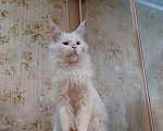 Кошки в Москве: Кот мейн-кун белого окраса. Мальчик, 50 000 руб. - фото 1