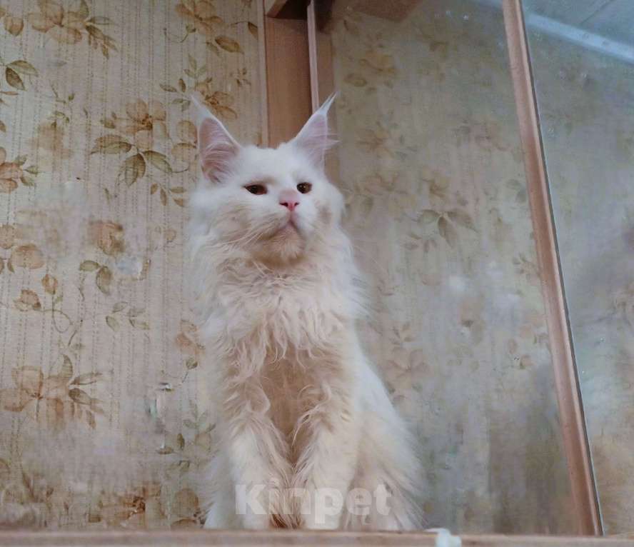 Кошки в Москве: Кот мейн-кун белого окраса. Мальчик, 50 000 руб. - фото 1
