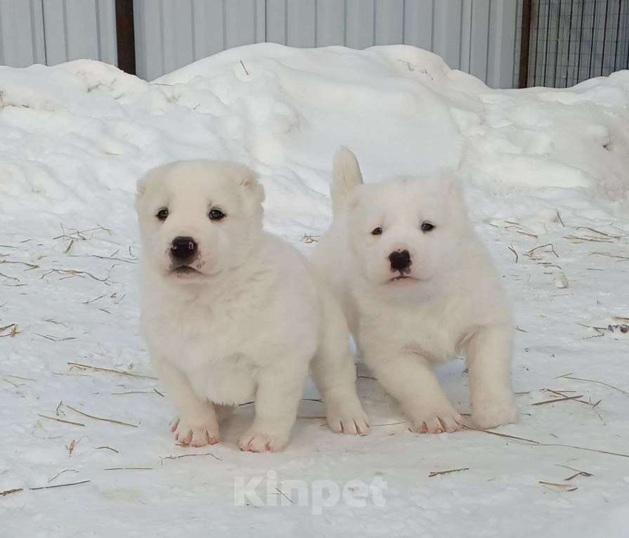 Собаки в Тюмени: Щенки алабая Мальчик, Бесплатно - фото 6