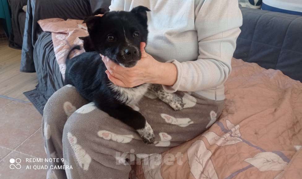 Собаки в Москве: Отдадим в хорошие руки Мальчик, 1 руб. - фото 2