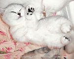 Кошки в Москве: Британские короткошёрстные котята Девочка, Бесплатно - фото 8