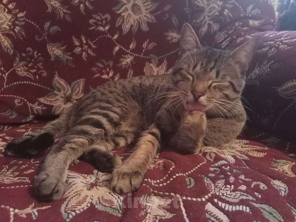 Кошки в Омске: (ﾉ◕ヮ◕)ﾉ*:･ﾟ✧Любознательный, игривый и общительный котик в поисках своей любящей семьи *:･ﾟ✧ Мальчик, Бесплатно - фото 5