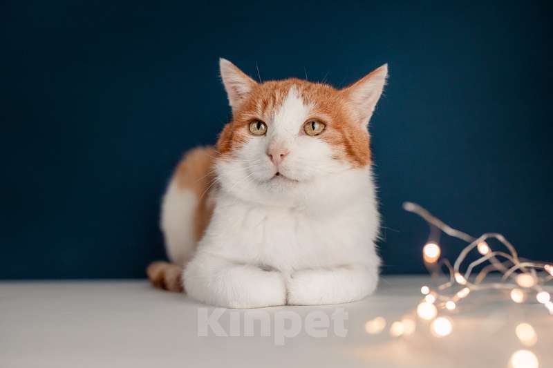 Кошки в Москве: Кот Рыжик — Рыжее солнышко ждет именно Вас Мальчик, Бесплатно - фото 5