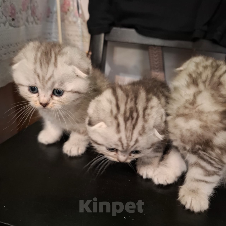 Кошки в Москве: Продаются кошечки и котики , мальчики и девочки Разнополые, 10 000 руб. - фото 3