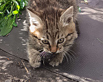 Кошки в Екатеринбурге: Котятки Мальчик, Бесплатно - фото 2