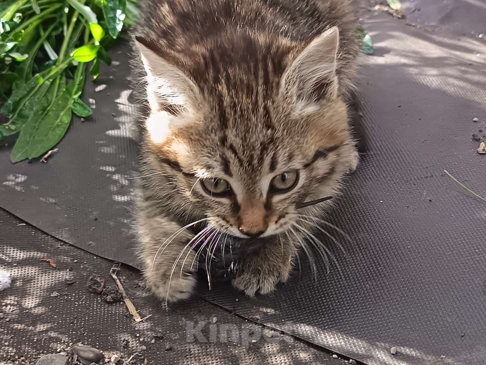 Кошки в Екатеринбурге: Котятки Мальчик, Бесплатно - фото 2