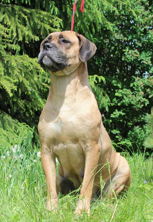 Собаки в Брянске: Щенки Кане Корсо  Мальчик, 50 000 руб. - фото 7