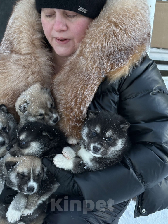 Собаки в других городах Свердловской области: Пирожок Мальчик, Бесплатно - фото 4