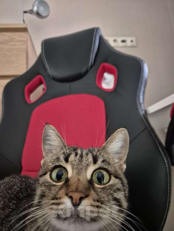 Кошки в Краснодаре: Кошка в добрые руки  Девочка, Бесплатно - фото 4