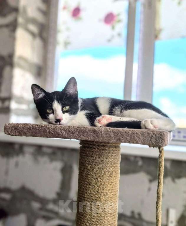 Кошки в других городах Московской области: Коржик Мальчик, Бесплатно - фото 2