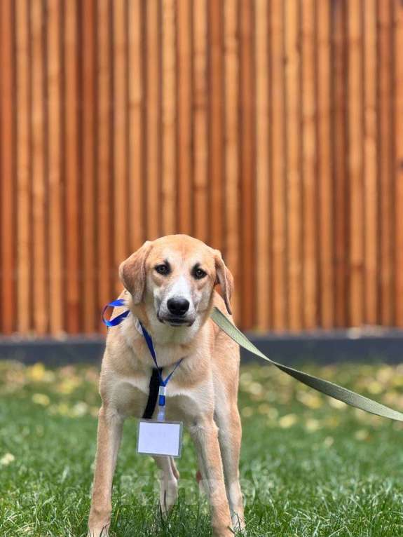 Собаки в Москве: Гучи из приюта Мальчик, Бесплатно - фото 2