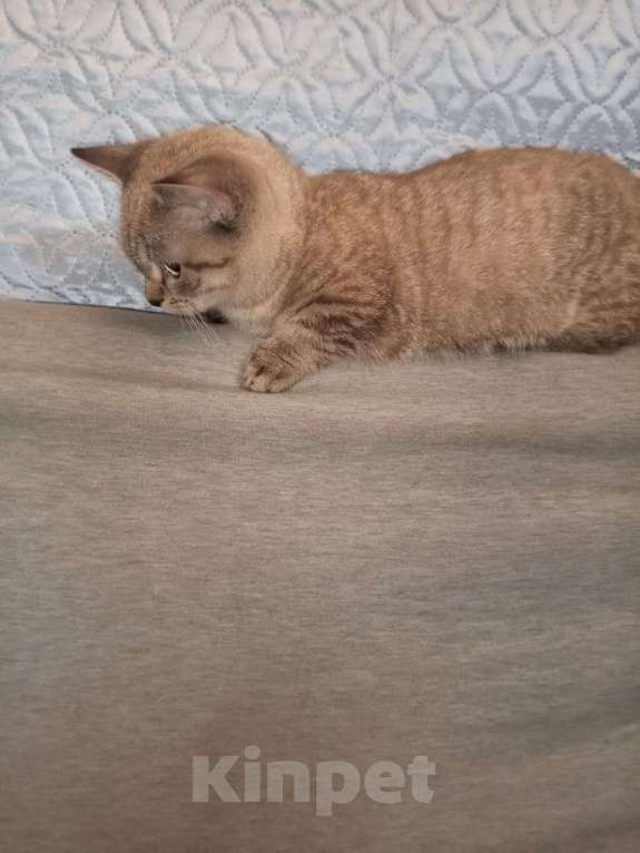 Кошки в других городах Воронежской области: Котята короткие лапки Мальчик, 33 900 руб. - фото 3