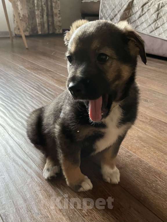 Собаки в Новосибирске: Щенок  Девочка, 1 руб. - фото 3