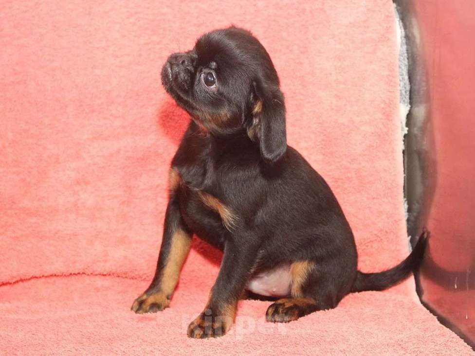 Собаки в Санкт-Петербурге: Шалунишка Мальчик, 80 000 руб. - фото 5