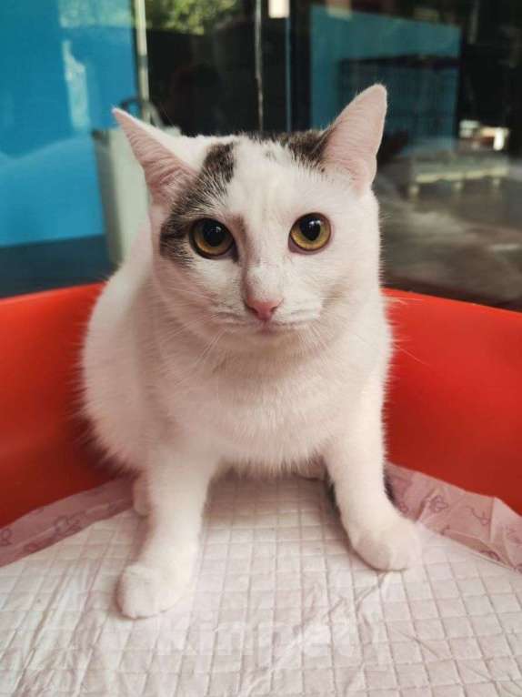 Кошки в Москве: Кругленькая, похожая на Домовёнка кошечка хочет домой! Девочка, Бесплатно - фото 2