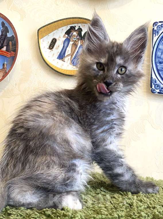 Кошки в Москве: Мейн-кун котята серебряные Девочка, 40 000 руб. - фото 6
