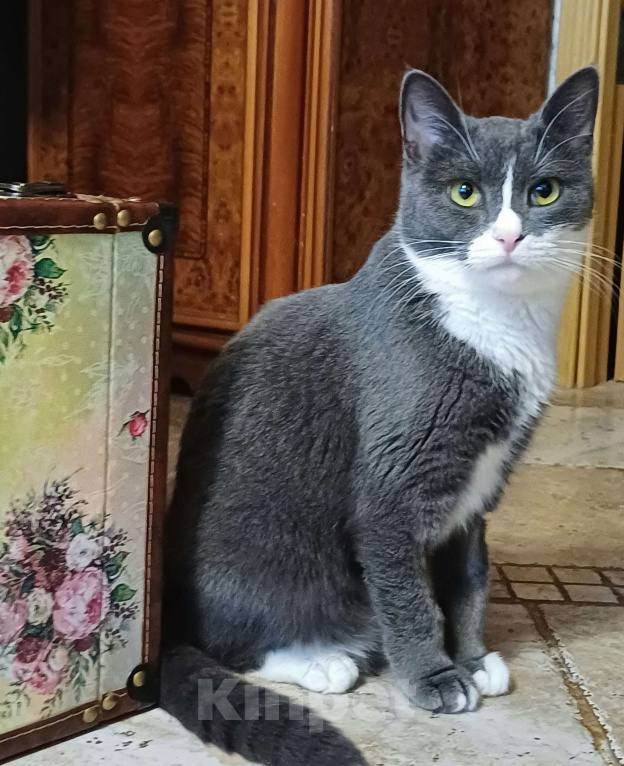 Кошки в Реутове: кошка в добрые руки Девочка, Бесплатно - фото 2