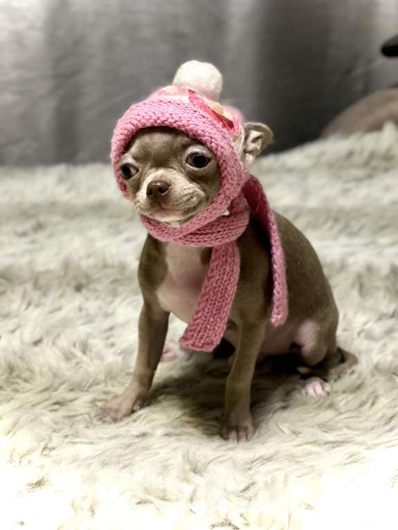 Собаки в Люберцах: Чихуахуа лиловый Мальчик, 45 000 руб. - фото 7