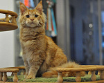 Кошки в Одинцово: Джамал Мальчик, 30 000 руб. - фото 2