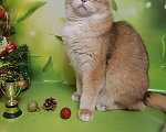 Кошки в Санкт-Петербурге: Шотландский котик Мальчик, 35 000 руб. - фото 3