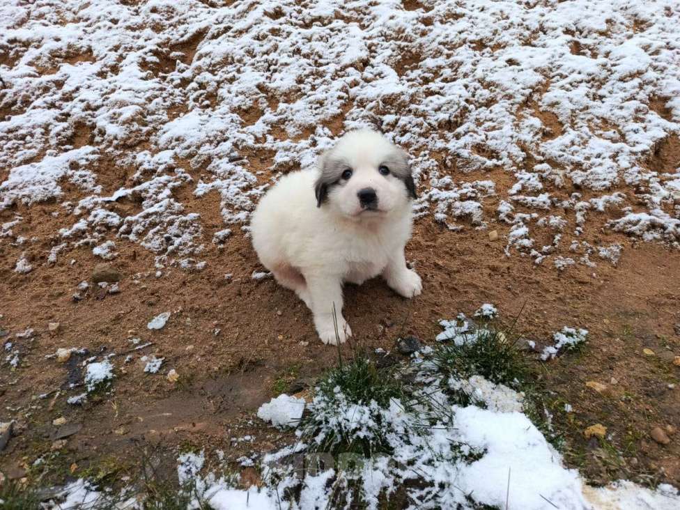 Собаки в Калуге: щенки пиренейской горной собаки_мальчик 4 Мальчик, 40 000 руб. - фото 7