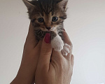Кошки в Сафоново: Отдам котят в добрые руки Девочка, Бесплатно - фото 5