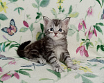 Кошки в Энгельс: Продам котят Мейн куна Мальчик, 50 000 руб. - фото 2