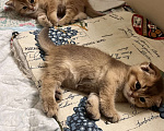 Кошки в Москве: Шотландский котенок в окрасе золотая шиншилла  Мальчик, 35 000 руб. - фото 9