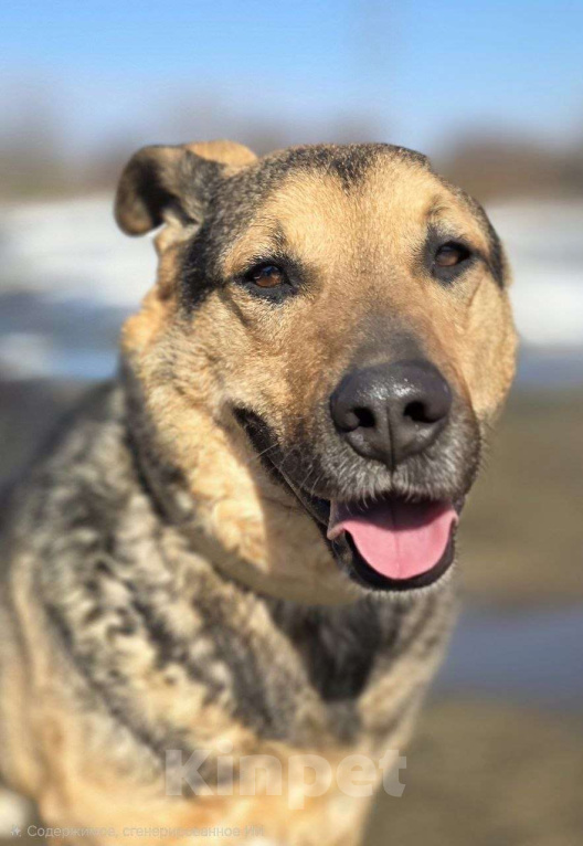 Собаки в Королеве: Очаровательный красавец Дилан разыскивает своего человека! Мальчик, Бесплатно - фото 3