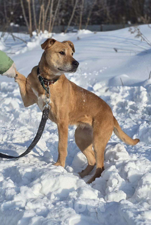Собаки в Королеве: В поисках дома рыжее солнышко приюта! Девочка, Бесплатно - фото 4