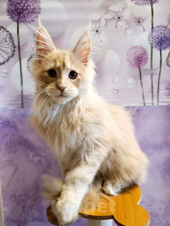 Кошки в Москве: Фавн Мальчик, 65 000 руб. - фото 1