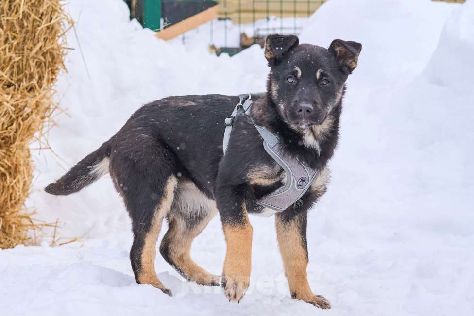 Собаки в Москве: Щенок Берта в добрые руки Девочка, Бесплатно - фото 1