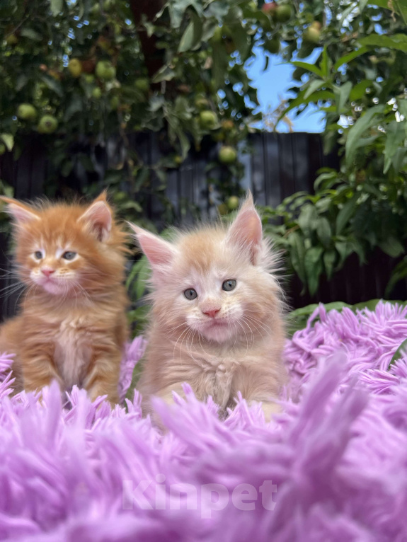 Кошки в Краснодаре: Мейн-кун Мальчик, 60 000 руб. - фото 2