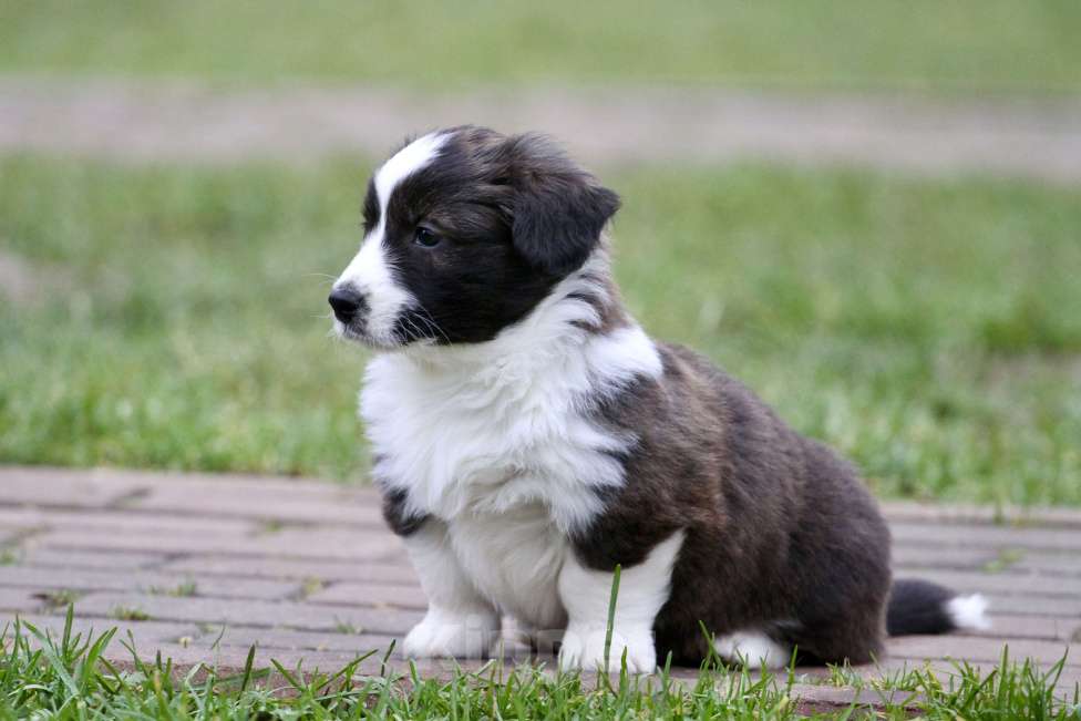 Собаки в Москве: Вельш корги кардиган Девочка, 40 000 руб. - фото 4
