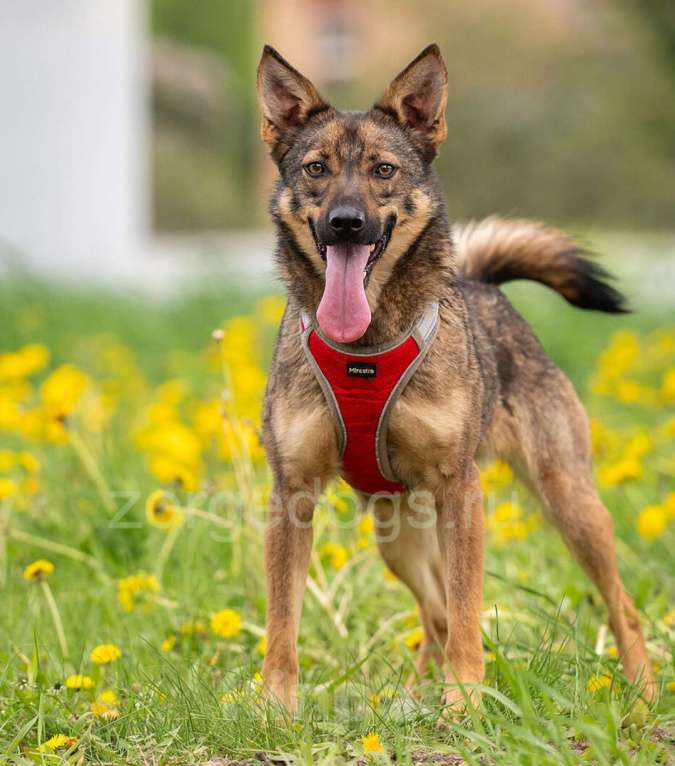 Собаки в Москве: Тесса Девочка, Бесплатно - фото 6