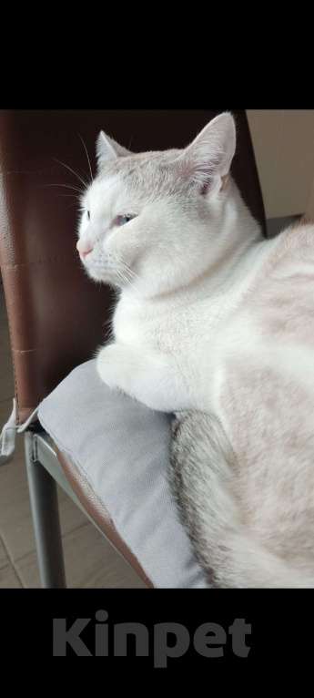 Кошки в других городах Башкортостана: Помогите найти кота 🙏 Мальчик, 10 000 руб. - фото 4