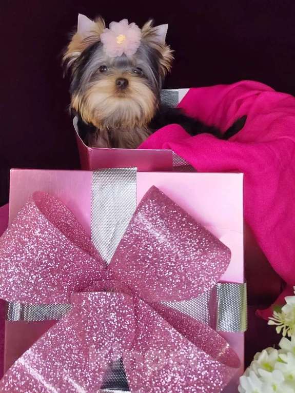 Собаки в Москве: Йоркширский терьер. Мальчик Девочка, Бесплатно - фото 4