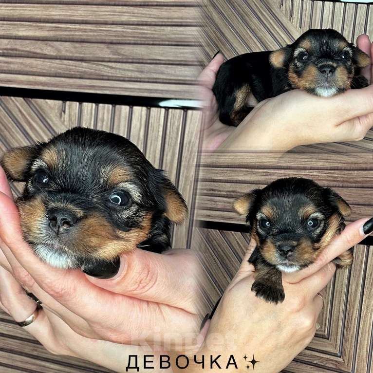 Собаки в Сарове: Щенки Мальчик, 50 000 руб. - фото 2