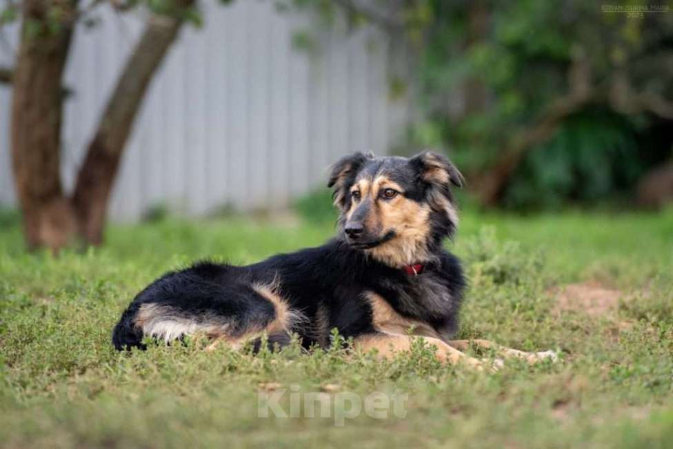 Собаки в Москве: Нежная трусишка Одри в самые добрые руки Девочка, 1 руб. - фото 2