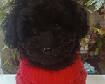 Собаки в других городах Московской области: Той пуделята.  Девочка, 45 000 руб. - фото 4
