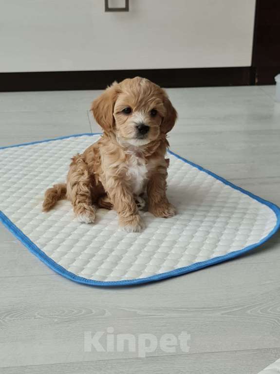 Собаки в Кемерово: Мальтипу  Мальчик, 60 000 руб. - фото 1