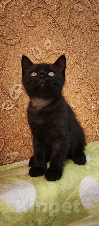 Кошки в Севастополе: Шотландский прямоухий котенок. Мальчик, 15 000 руб. - фото 4
